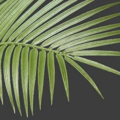 Realistische Plastikpalme Im Topf 160 Cm In Hellgrün -Dekowelt Verkauf amare realistische plastikpalme im topf 160 cm in hellgrun 3