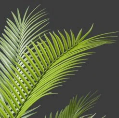 Realistische Plastikpalme Im Topf 160 Cm In Hellgrün -Dekowelt Verkauf amare realistische plastikpalme im topf 160 cm in hellgrun 4