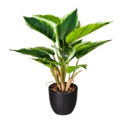 Deko-Pflanze Hosta In Grün-weiß