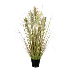 Deko-Pflanze Rispenhirse In Grün-pink