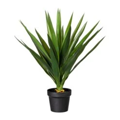 Deko-Pflanze Yucca In Grün