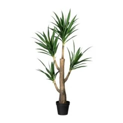 Deko-Sukkulente Dracaena In Grün